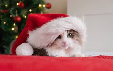 Noel Baba şapkalı şirin bir kedi Noel ağacının yanındaki kırmızı bir battaniyenin üzerinde çelenk ile oturuyor. Evcil hayvanlı Noel kartı