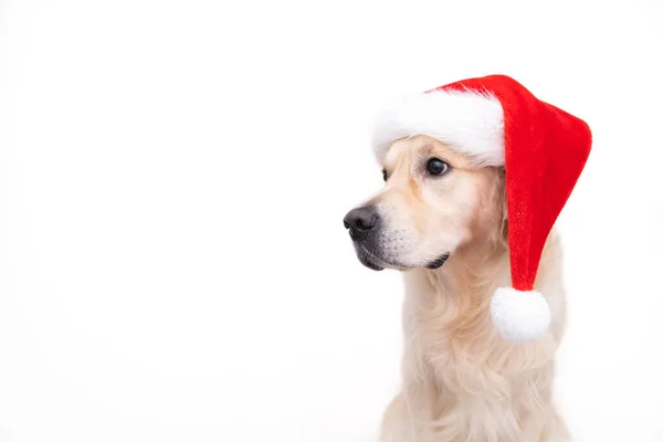 Golden Retriever Mit Weihnachtsmann Hut Sitzt Auf Weißem Hintergrund Weihnachtskarte — Stockfoto