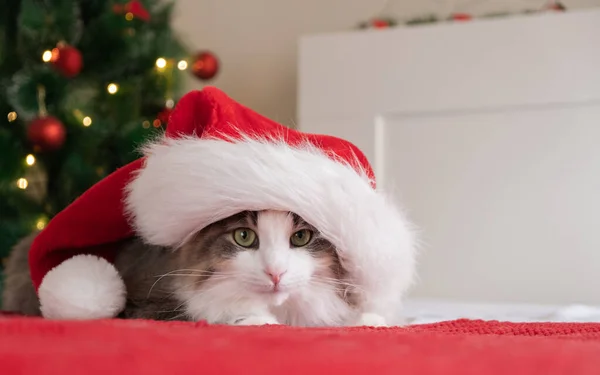 Roztomilá Kočka Klobouku Santa Clause Sedí Červené Přikrývce Vánočního Stromku — Stock fotografie