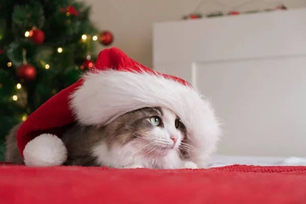 Gato Bonito Chapéu Papai Noel Senta Cobertor Vermelho Perto Uma — Fotografia de Stock