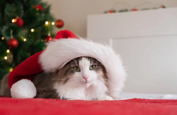 Roztomilá Kočka Klobouku Santa Clause Sedí Červené Přikrývce Vánočního Stromku — Stock fotografie