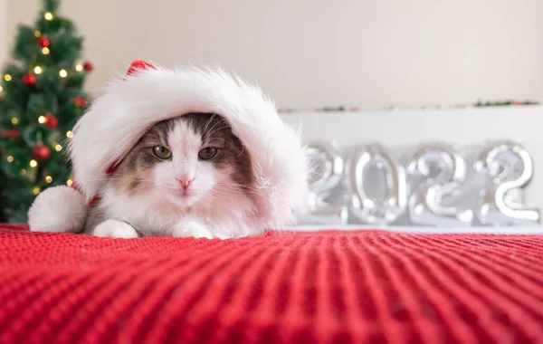 클라우스 모자를 귀여운 고양이가 크리스마스 근처붉은 동물이 크리스마스 — 스톡 사진