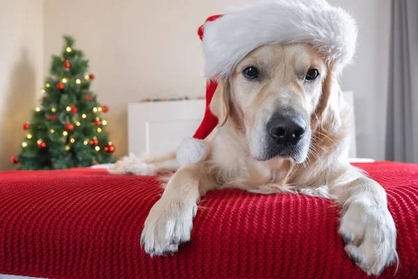 Golden Retriever Sombrero Santa Claus Miente Una Manta Roja Cerca —  Fotos de Stock