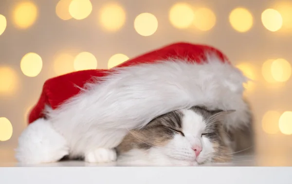 Słodki Szary Kot Czerwonym Mikołajowym Kapeluszu Śpi Tle Świątecznych Bokeh — Zdjęcie stockowe