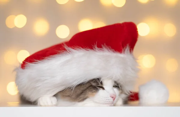 Eine Niedliche Graue Katze Mit Rotem Weihnachtsmann Hut Schläft Auf — Stockfoto