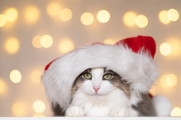 클라우스 모자를 귀여운 고양이가 크리스마스 보케등을 배경으로 크리스마스와 새해를 — 스톡 사진