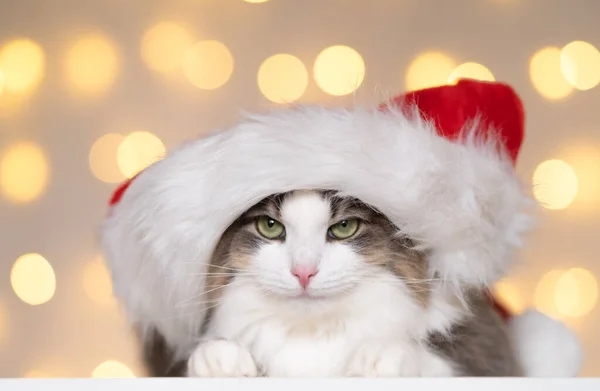 Roztomilá Šedá Kočka Červeném Klobouku Santa Clause Spí Pozadí Vánočních — Stock fotografie