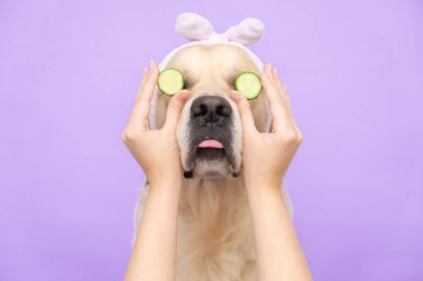 Tatlı Golden Retriever, mor bir arka planda, yüzünde salatalıkla kaplıca tedavisi gördükten sonra rahatlamış bir şekilde oturuyor. Kozmetik işlemleri yapan bir köpek. Hayvan bakımı.