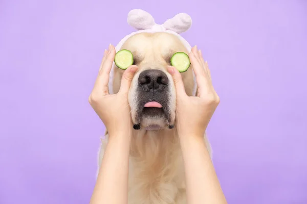 Tatlı Golden Retriever, mor bir arka planda, yüzünde salatalıkla kaplıca tedavisi gördükten sonra rahatlamış bir şekilde oturuyor. Kozmetik işlemleri yapan bir köpek. Hayvan bakımı.