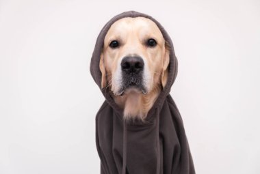 Koyu gri kapüşonlu bir köpek portresi. Kıyafetli Golden Retriever beyaz arka planda oturuyor.