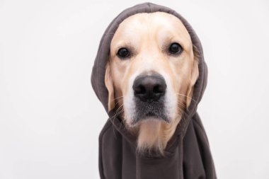 Koyu gri kapüşonlu bir köpek portresi. Kıyafetli Golden Retriever beyaz arka planda oturuyor.