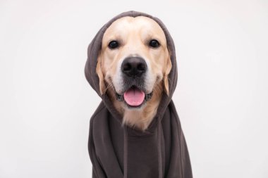 Koyu gri kapüşonlu bir köpek portresi. Kıyafetli Golden Retriever beyaz arka planda oturuyor.