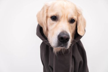 Koyu gri kapüşonlu bir köpek portresi. Kıyafetli Golden Retriever beyaz arka planda oturuyor.