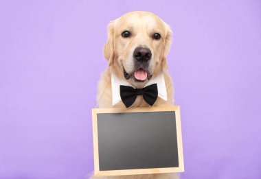 Köpek içinde mesaj olan siyah bir tabela tutuyor. Golden Retriever mor bir arka planda papyonla oturur ve kameraya reklam pankartıyla bakar..