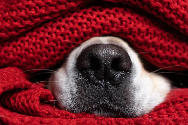 A dog\'s nose under a red blanket. The Golden Retriever keeps warm under the covers during bad weather in the fall and winter.