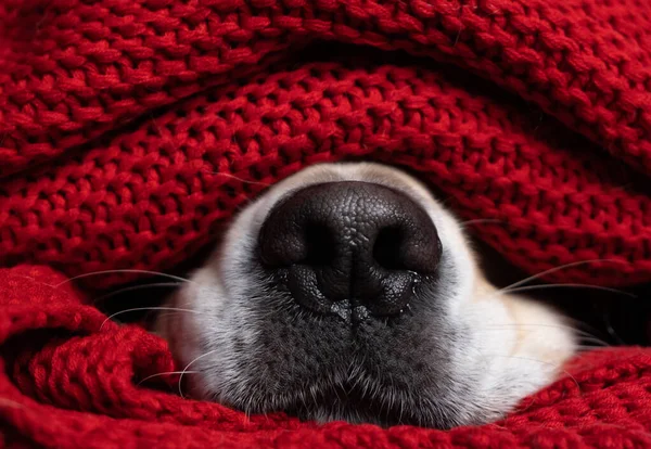 A dog's nose under a red blanket. The Golden Retriever keeps warm under the covers during bad weather in the fall and winter.
