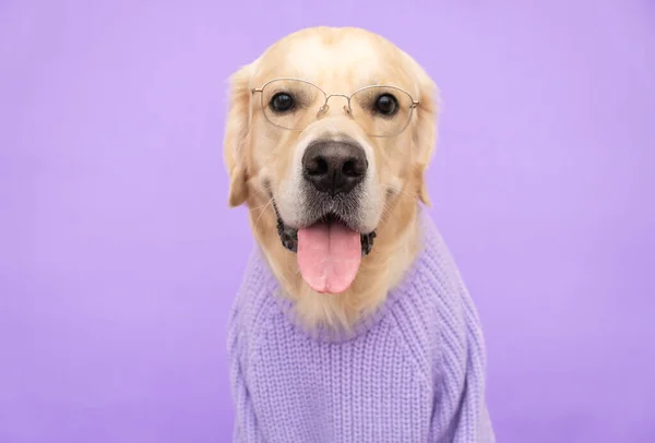 Собака Очках Фиолетовый Свитер Сидит Фиолетовом Фоне Модный Золотистый Ретривер — стоковое фото