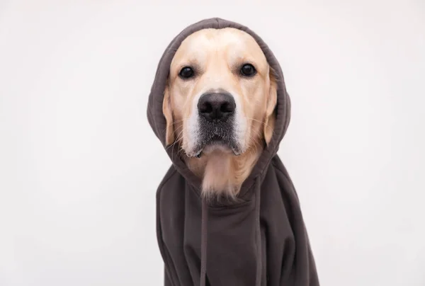 Retrato Perro Una Sudadera Gris Oscuro Con Capucha Golden Retriever — Foto de Stock