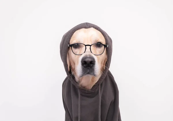 Perro Con Gafas Una Sudadera Gris Oscuro Sienta Sobre Fondo — Foto de Stock