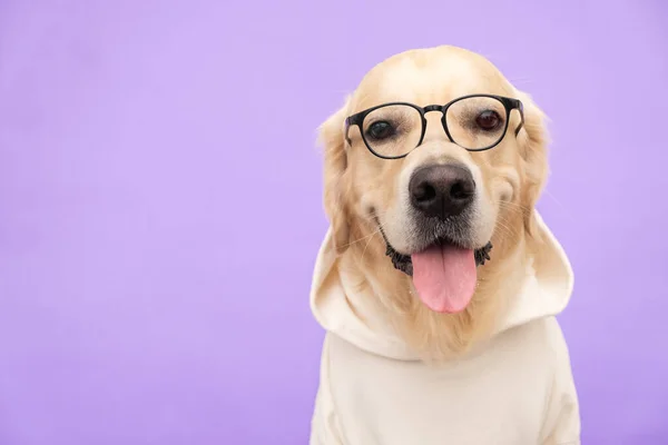 Pies Okularach Białej Bluzie Siedzi Fioletowym Tle Golden Retriever Jest — Zdjęcie stockowe