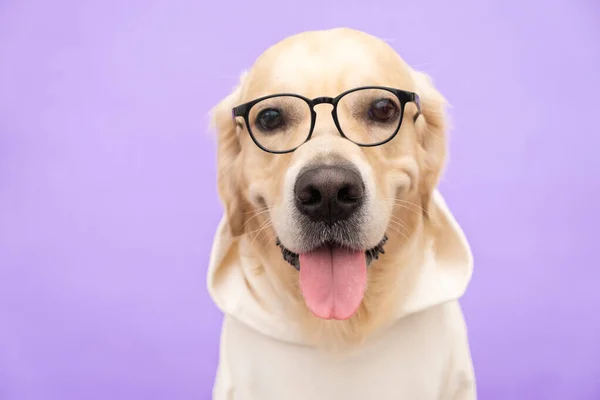 Kutya Szemüvegben Fehér Pulóverben Lila Háttéren Golden Retriever Van Öltözve — Stock Fotó