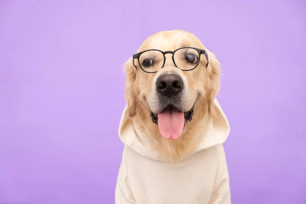 Der Hund Mit Brille Und Weißem Sweatshirt Sitzt Auf Einem — Stockfoto