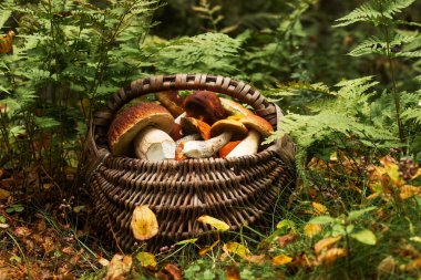 Kuzey Avrupa 'daki Estonya Boreal Ormanı' nda taze ve lezzetli mantarlarla dolu ahşap sepet..
