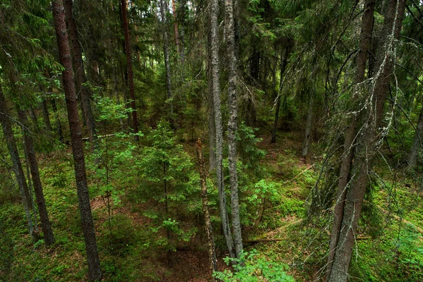 Green Lush Old Growth Boreal Forest Estonian Nature Shot Drone — Stockfoto