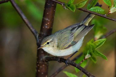 İlgi çekici Avrupalı ötücü kuş Yaygın Chiffchaff, Phylloscopus Collybita İlkbaharda Estonya ormanında.