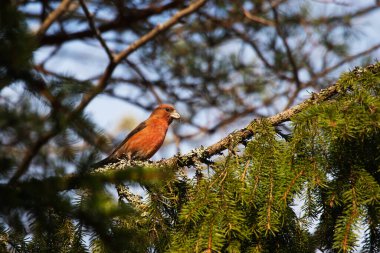 Avrupa 'nın renkli ötücü kuşları Kızıl Çapraz gagalı, Loxia Curvirostra Estonya Boreal Ormanı' ndaki güzel günbatımında bir ladin dalına tünemişti..