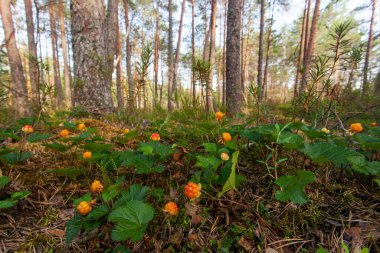 Yazın Estonya 'da bir bataklık ormanında olgunlaşmış bulut tarlası, Rubus chamaemorus..