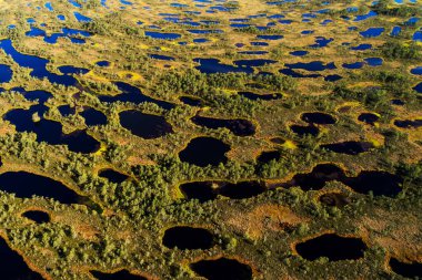Soomaa Ulusal Parkı, Estonya, Kuzey Avrupa 'da bir yaz günü turba bataklığındaki bataklık manzarası.