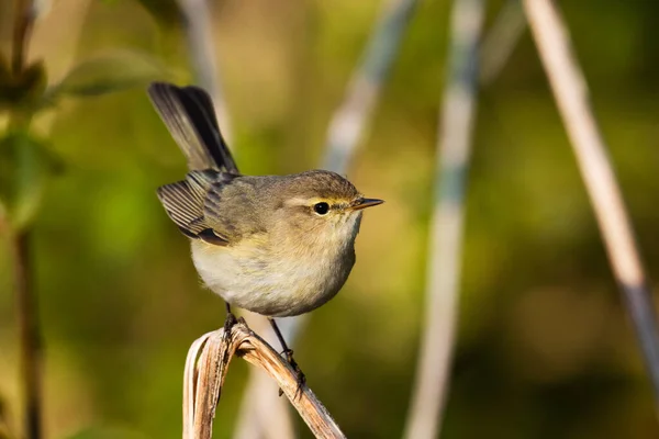 Curious European Songbird Common Chiffchaff Phylloscopus Collybita Springtime Estonian Forest — Stockfoto