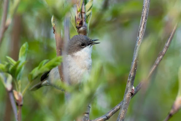 Small European Songbird Lesser Whitethroat Sylvia Curruca Singing Spring Boreal — стоковое фото