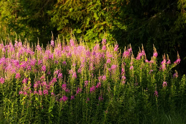 Fireweed Vibrante Epilobium Angustifolium Florescendo Campo Campo Estoniano — Fotografia de Stock