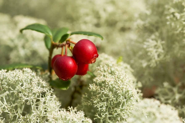 Primer Plano Pequeños Maduros Lingonberries Vaccinium Vitis Idaea Medio Líquenes — Foto de Stock