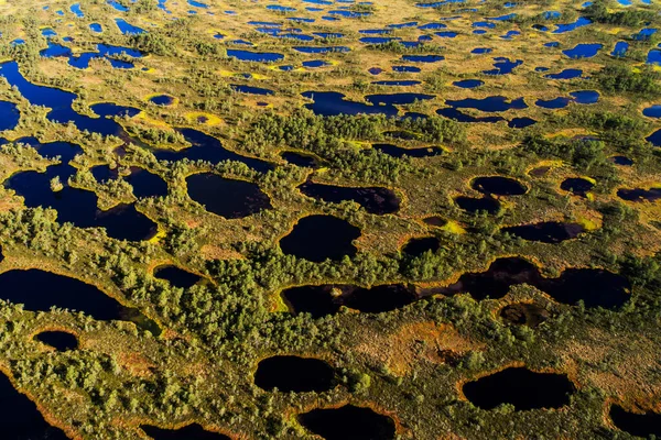 Soomaa Ulusal Parkı, Estonya, Kuzey Avrupa 'da bir yaz günü turba bataklığındaki bataklık manzarası.