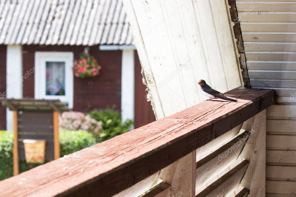European songbird Barn swallow, Hirundo rustica sitting on a wooden balcony during summer breeding season in Estonian countryside, Northern Europe.