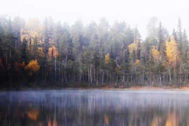 Kuzey Finlandiya, Kuusamo yakınlarındaki Oulanka Ulusal Parkı 'nda sonbahar yeşillikleri sırasında küçük bir gölün kenarındaki renkli tayga ormanında sisli bir sabah..