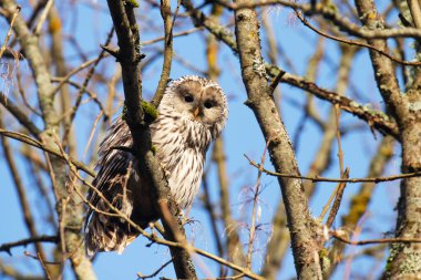 Tetikte bir Ural baykuşu, Estonya 'da sonbahar ormanı Strix uralensis.