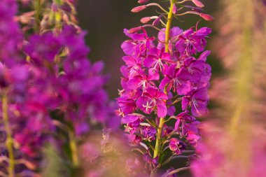 Canlı Fireweed, Epilobium angustifolium Estonya kırsalında çiçek açıyor..