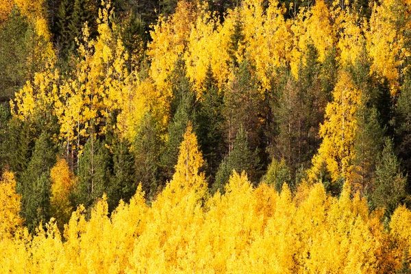 Vibrant Bright Yellow Aspen Birch Tree Leaves Autumn Foliage Kuusamo — Stock Photo, Image