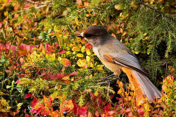 Mignon Oiseau Européen Geai Sibérien Perisoreus Infaustus Dans Forêt Taïga — Photo