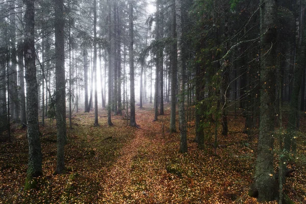 Piccolo Sentiero Sterrato Che Conduce Attraverso Una Cupa Foresta Boreale — Foto Stock