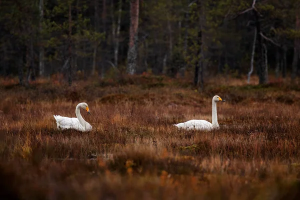 フィンランドの鳥としてCygnus Cygnusという2羽の白鳥が 秋の移住中に暗い湿地の床に横たわっています — ストック写真