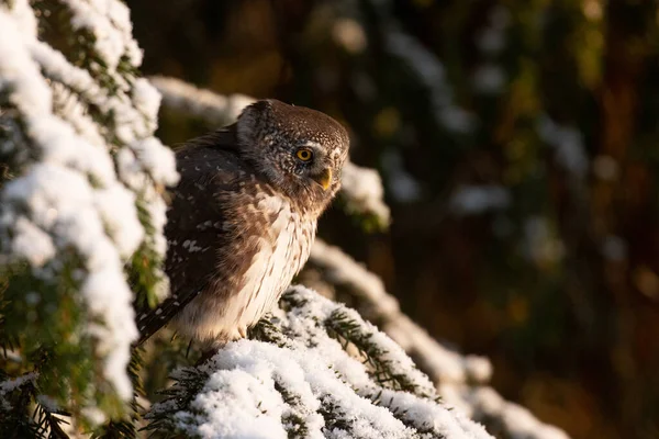 Pencarian Serius Predator Dewasa Eurasia Burung Hantu Kerdil Glaucidium Passerinum — Stok Foto