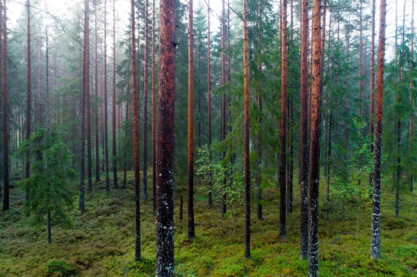 Ein Alter Kiefernwald Mit Hohen Baumstämmen Einem Nebligen Sommerabend Estland — Stockfoto