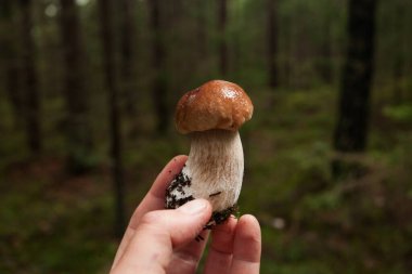 Boreal Estonya ormanlarında, Kuzey Avrupa 'da sonbahar havasında küçük bir boletus mantarı bulundurmak.