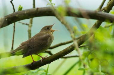Nehir bülbülü, Locream fluviatilis Estonya 'daki yemyeşil bir çayırda mevsim boyunca çalılıklarda şarkı söylüyor..