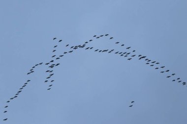 Estonya 'da sonbahar göçü sırasında büyük bir kaz sürüsü.